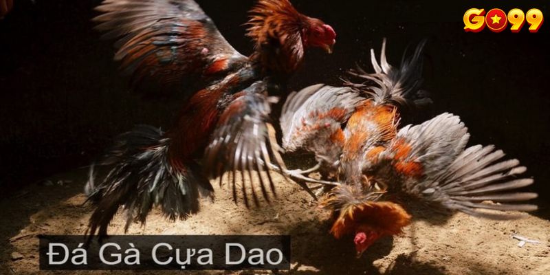 Hiểu rõ về quy tắc cược đá gà cựa dao